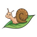 Snail crawling on the green leaf. Color vector illustration Royalty Free Stock Photo