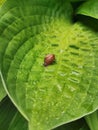 snail crawling on a green leaf with drops after rain Royalty Free Stock Photo