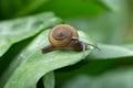 Snail crawling on green leaf Royalty Free Stock Photo