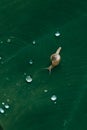 Snail crawling on a green leaf - Water drops on leaf Royalty Free Stock Photo