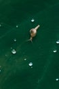 Snail crawling on a green leaf - Water drops on leaf Royalty Free Stock Photo