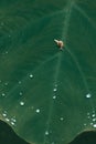 Snail crawling on a green leaf - Water drops on leaf Royalty Free Stock Photo