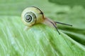 Snail crawling on green salad - Macro