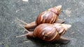 Snail crawling on the ground Royalty Free Stock Photo