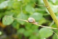 Snail crawling on ivy branch in garden Royalty Free Stock Photo