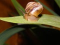 Snail crawling on a leaf of flower
