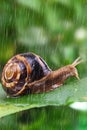 Snail crawling on leaf with rain Royalty Free Stock Photo