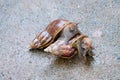Snail crawling on concrete floor