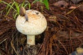 Snail crawling on mushrooms Royalty Free Stock Photo