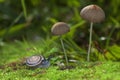 Snail crawling near mushrooms close up Royalty Free Stock Photo