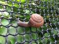 Snail crawling on the net.