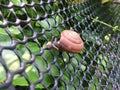 Snail crawling on the net.