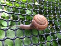 Snail crawling on the net.