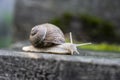 Snail crawling on an old board close up Royalty Free Stock Photo