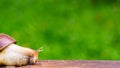 Snail crawling on old wood. Royalty Free Stock Photo