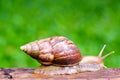 Snail crawling on old wood. Royalty Free Stock Photo