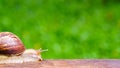 Snail crawling on old wood. Royalty Free Stock Photo