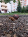 snail crawling outside after rain Royalty Free Stock Photo