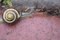 Snail crawling on the paving ground Royalty Free Stock Photo