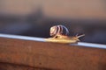 Snail crawling on the railway rails