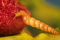 A snail eats strawberries