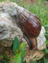 When snail crawling on rock clim Royalty Free Stock Photo