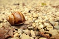 Snail crawling on the rocks Royalty Free Stock Photo