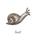 Snail crawling, side view, hand drawn gravure style, vector illustration with inscription Royalty Free Stock Photo