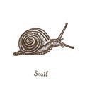 Snail crawling, side view, hand drawn gravure style, vector sketch illustration with inscription Royalty Free Stock Photo