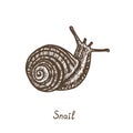 Snail crawling, side view, hand drawn gravure style, vector sketch illustration with inscription Royalty Free Stock Photo