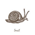 Snail crawling, side view, hand drawn gravure style, vector sketch illustration with inscription Royalty Free Stock Photo