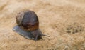 Snail crawling, slow motion