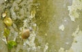 Snail crawling slowly beside Mexican daisy on wall Royalty Free Stock Photo