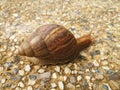 Snail crawling slowly on the rocky floor