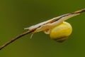 Snail crawling on a stalk of dry grass Royalty Free Stock Photo