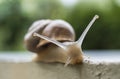 Snail Crawling on a Stone Royalty Free Stock Photo