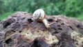 A snail crawling on stone at evening Royalty Free Stock Photo