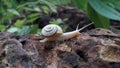 A snail crawling on stone at evening Royalty Free Stock Photo