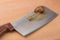 Snail crawling on the surface of a wide knife, food concept, on the background cutting Royalty Free Stock Photo