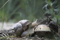 Snail crawling on a toadstool.