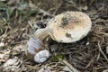 Snail crawling on a toadstool.
