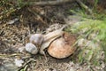 Snail crawling on a toadstool.