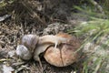 Snail crawling on a toadstool.