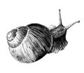 Snail crawling top view Royalty Free Stock Photo