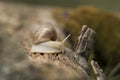 Snail crawling on a tree. Big snail in shell Helix pomatia also Roman snail, Burgundy snail Royalty Free Stock Photo