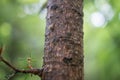 Snail crawling on a tree Royalty Free Stock Photo