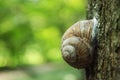 Snail crawling on a tree trunk in the forest Royalty Free Stock Photo