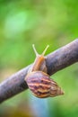 Snail crawling on a tree trying Royalty Free Stock Photo