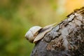 Snail crawling up the branch Royalty Free Stock Photo