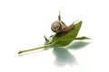 Snail crawling up a leaf